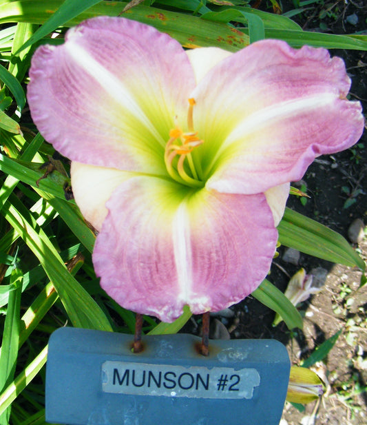 MUNSON SEEDLING #2