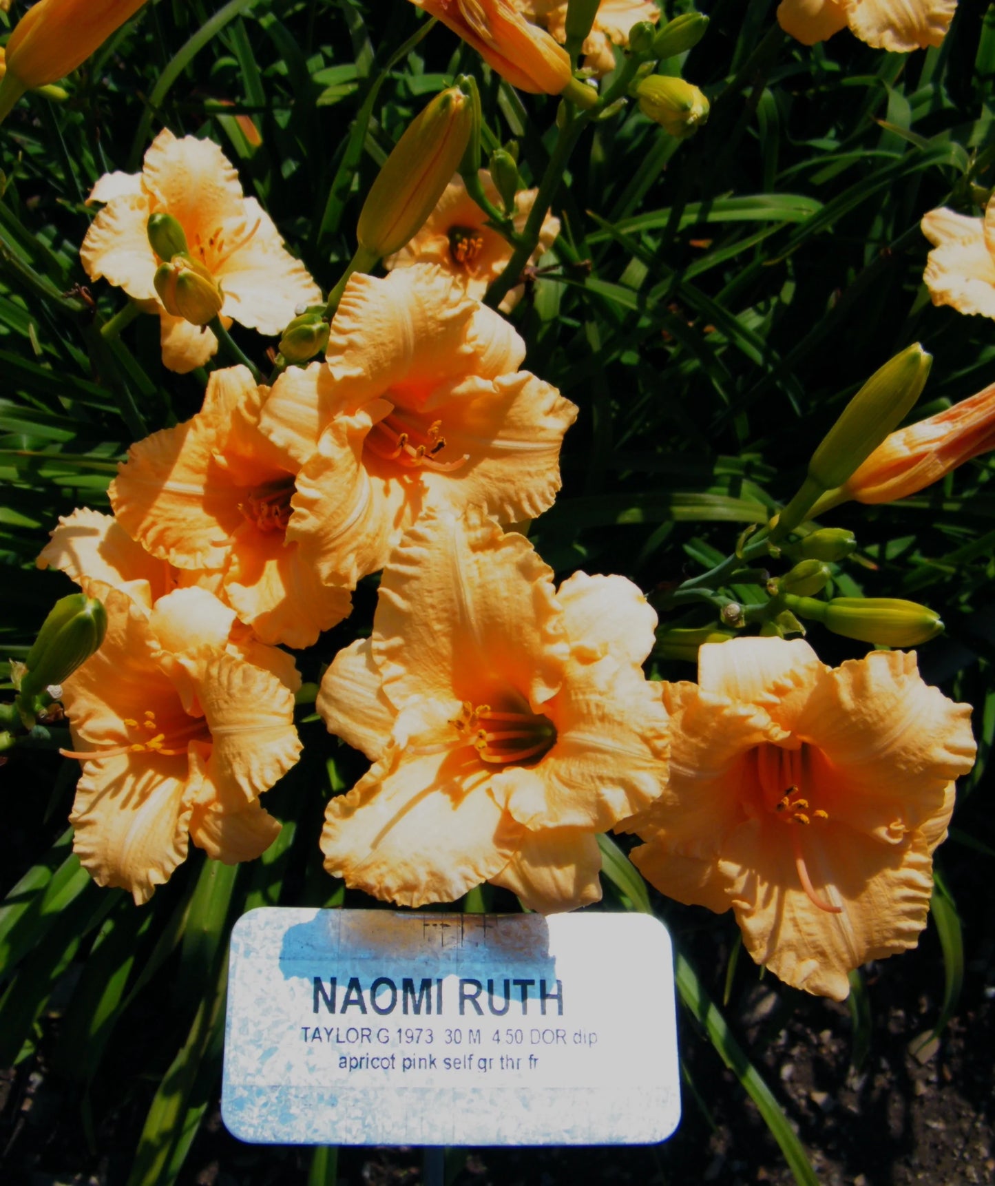 NAOMI RUTH