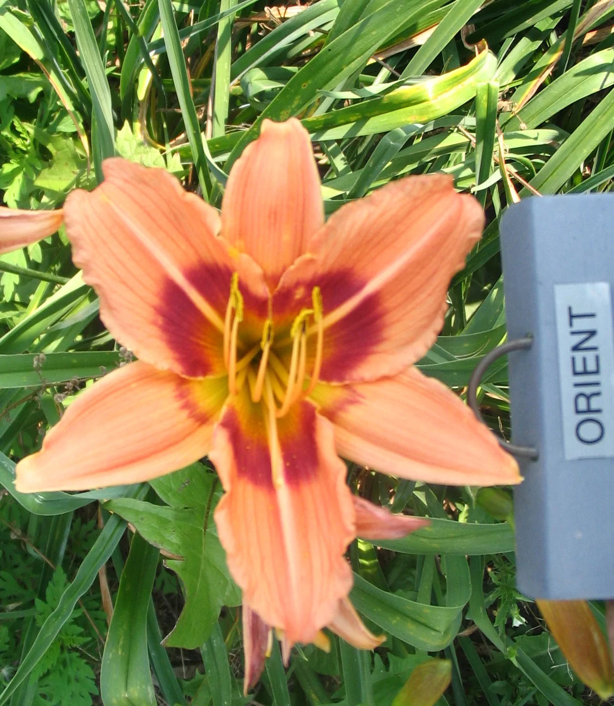 ORIENT – QB Daylily Gardens