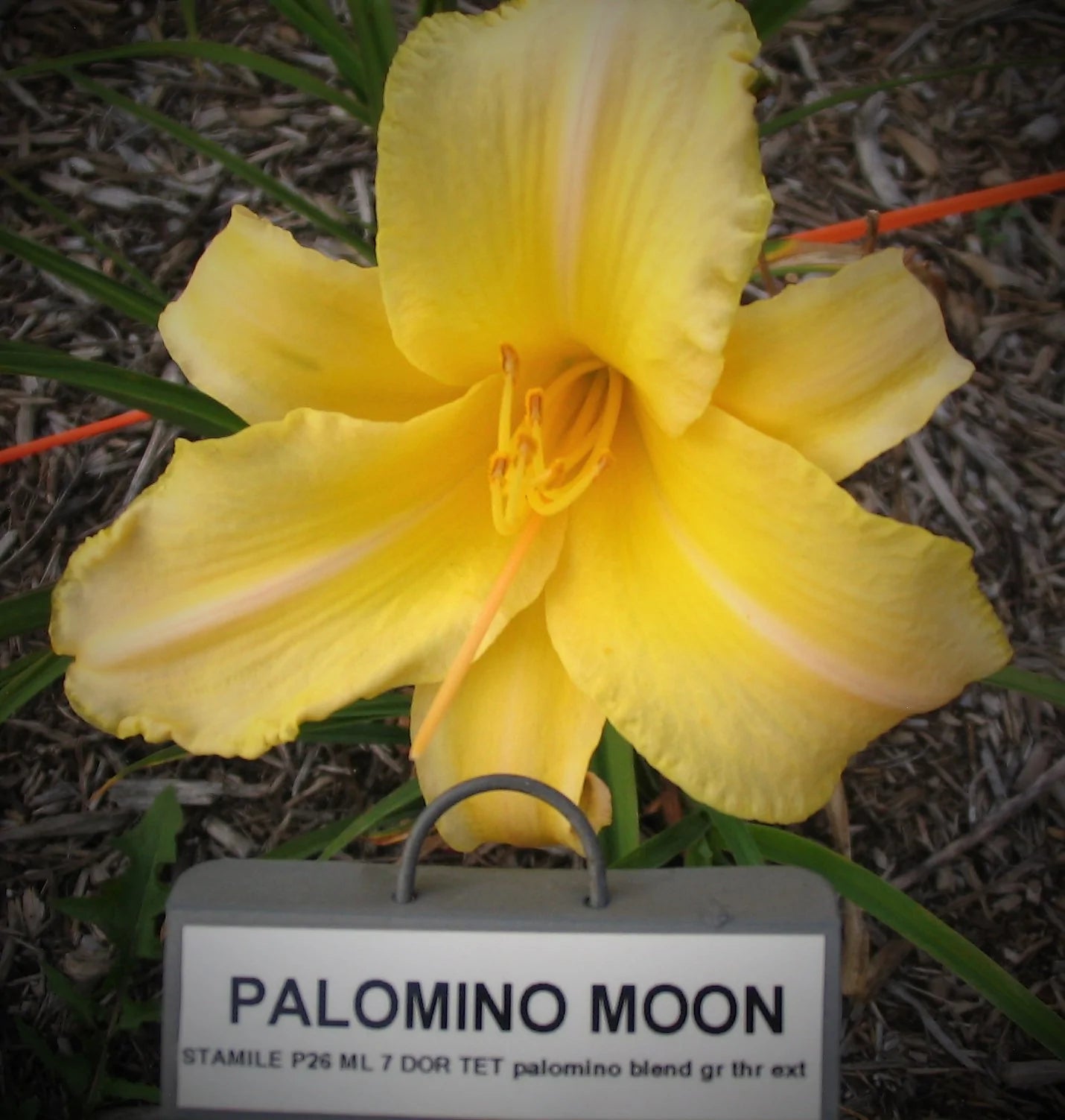 PALOMINO MOON