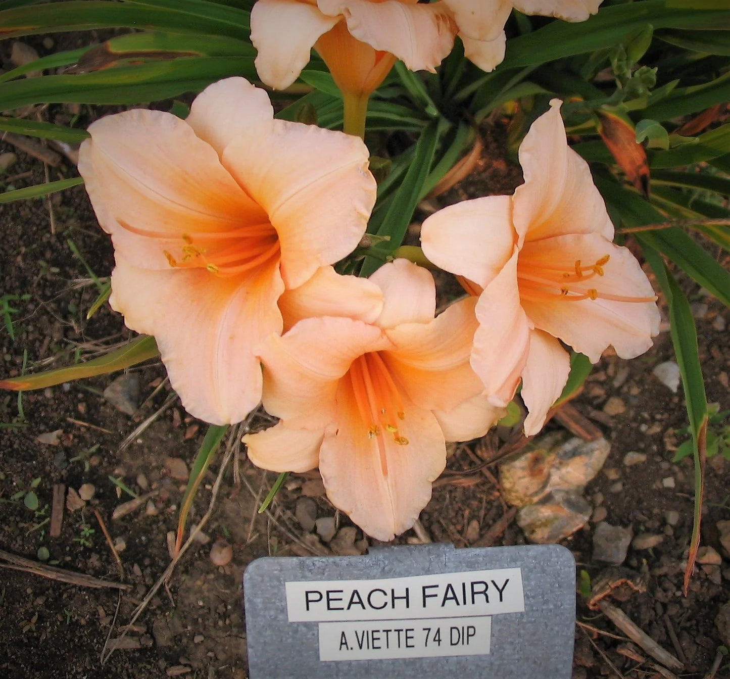 PEACH FAIRY