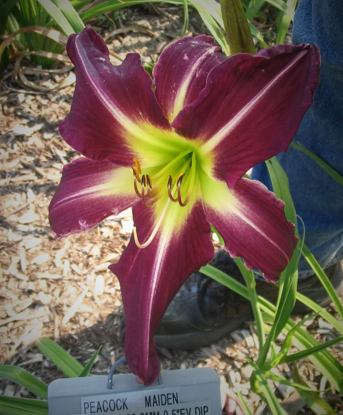 PEACOCK MAIDEN – QB Daylily Gardens