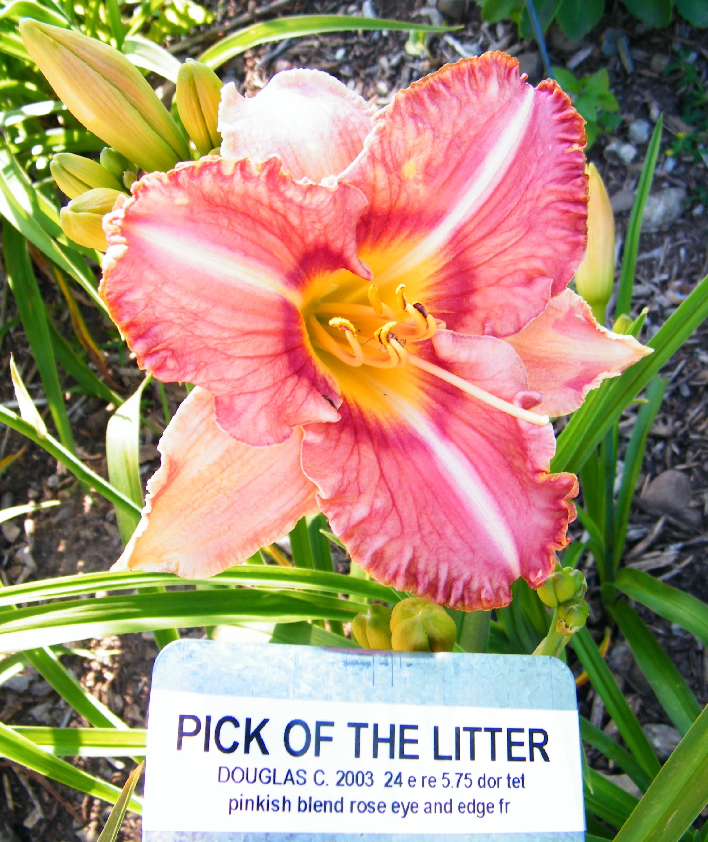 PICK OF THE LITTER – QB Daylily Gardens