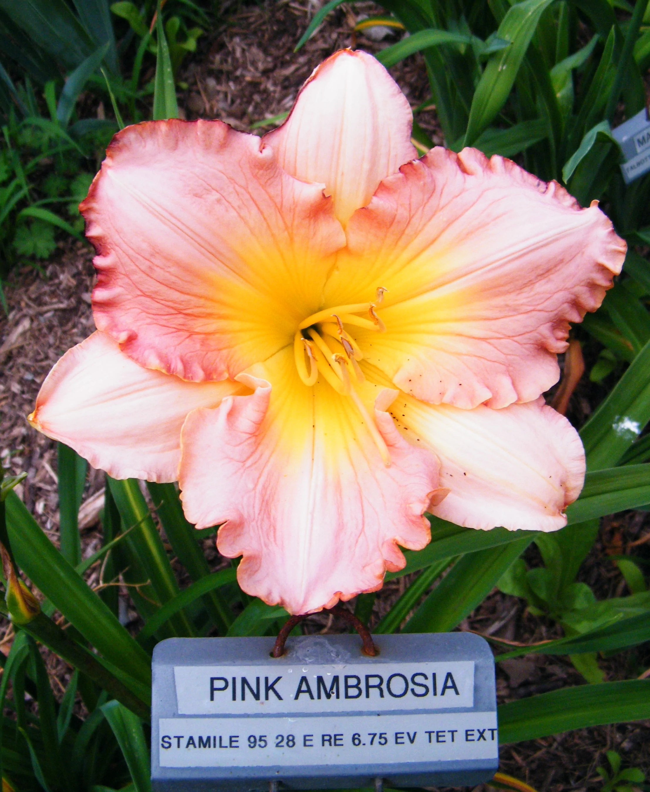 PINK AMBROSIA – QB Daylily Gardens