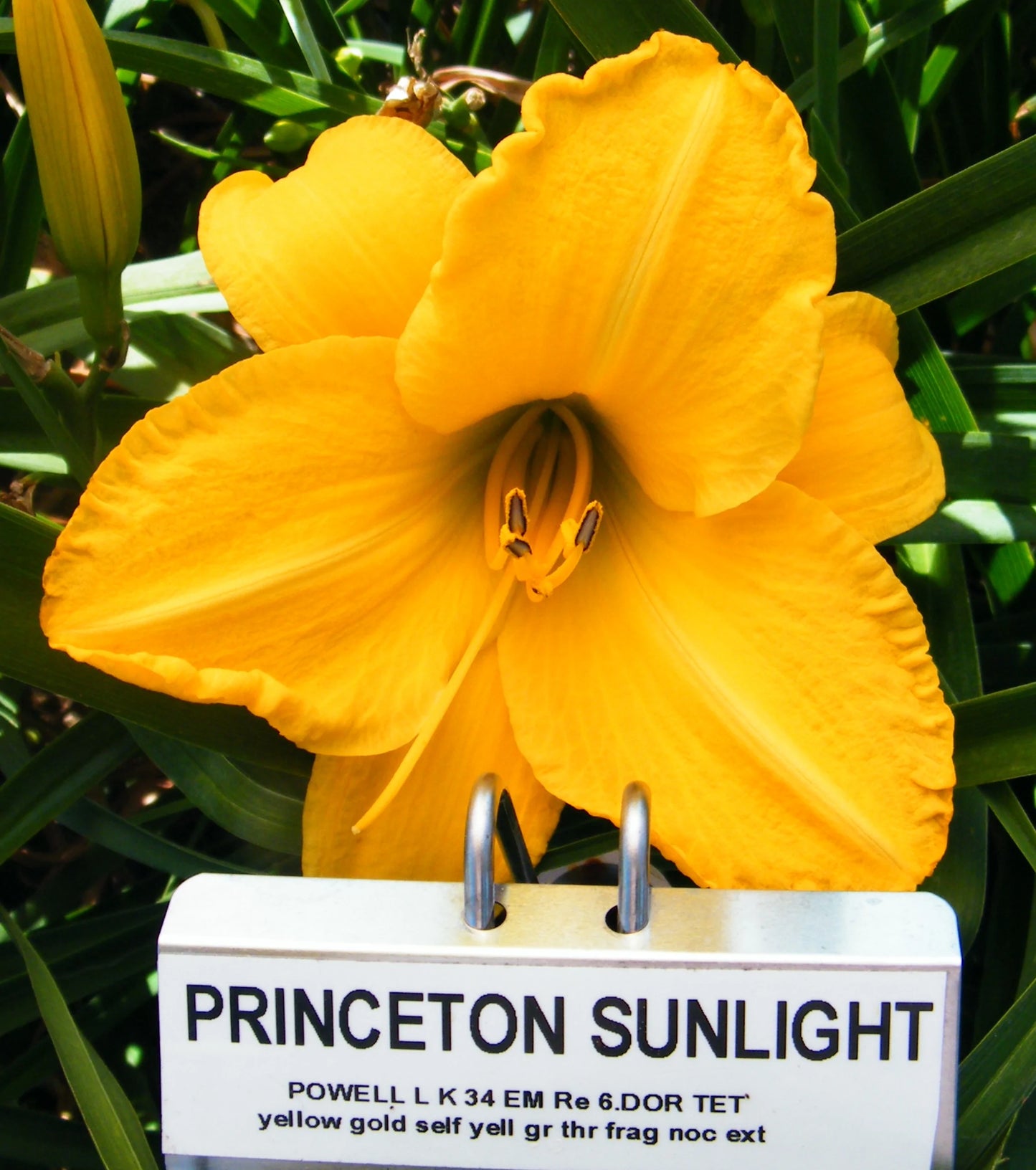 PRINCETON SUNLIGHT
