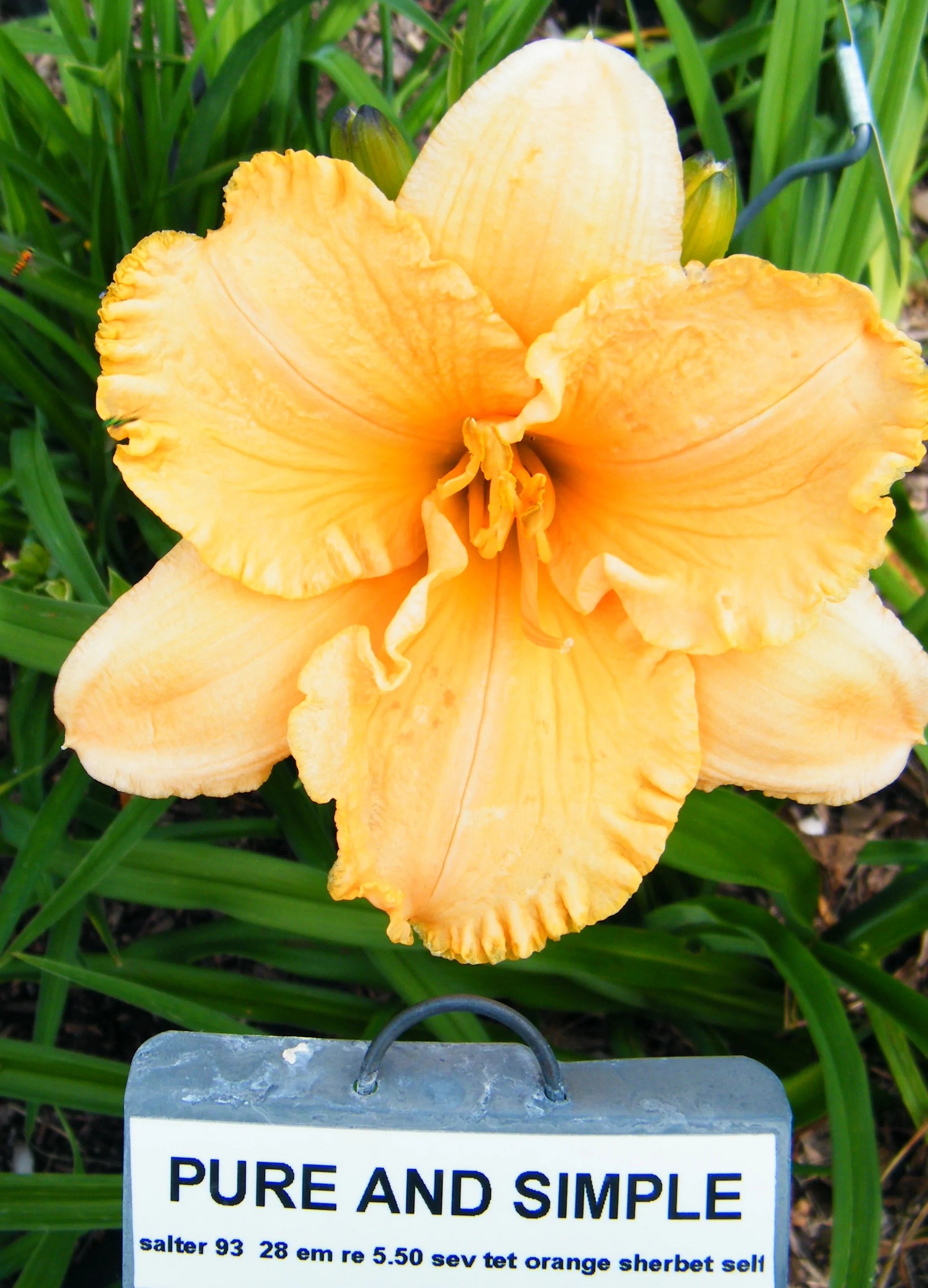 PURE AND SIMPLE – QB Daylily Gardens