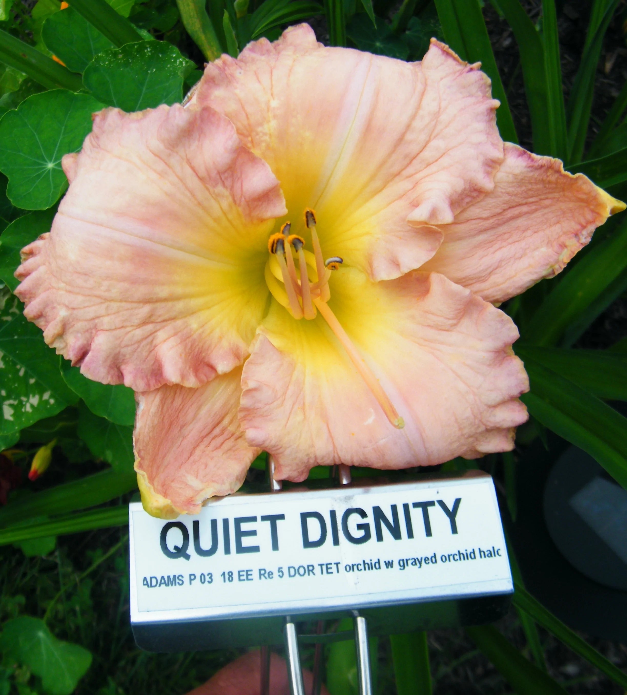 QUIET DIGNITY – QB Daylily Gardens