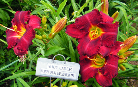 RUBY LASER