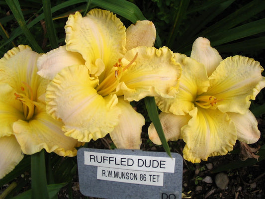 RUFFLED DUDE