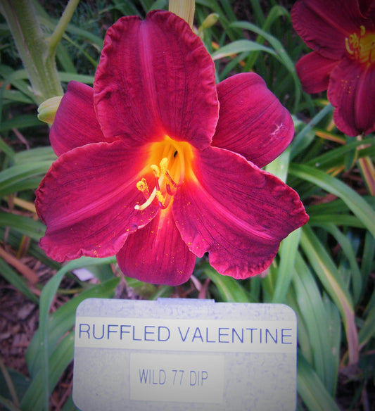 RUFFLED VALENTINE