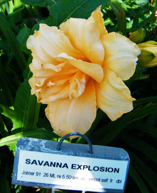 SAVANNA EXPLOSION