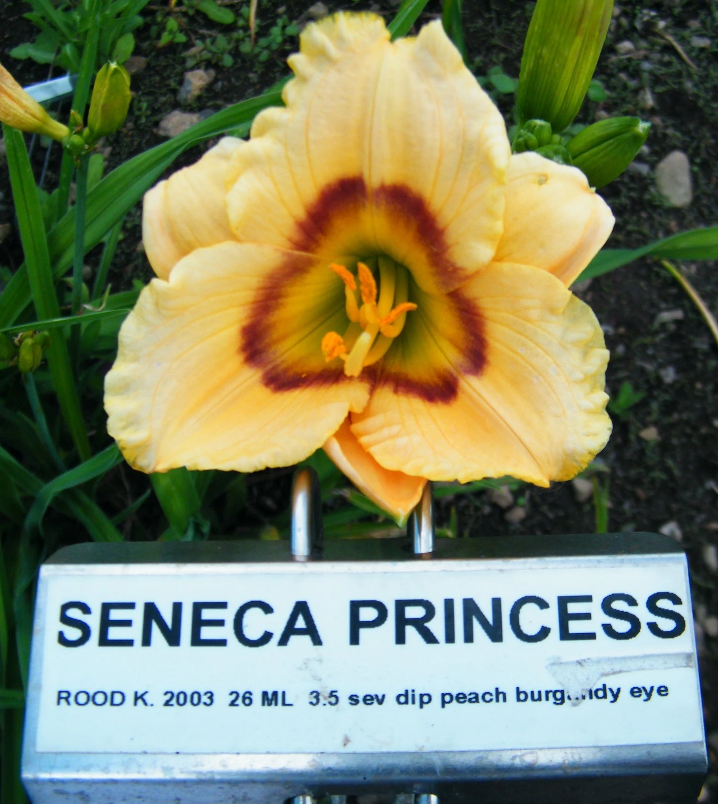 SENECA PRINCESS