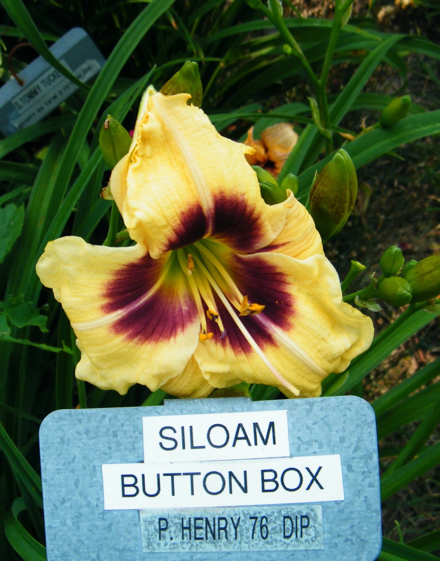 SILOAM BUTTON BOX