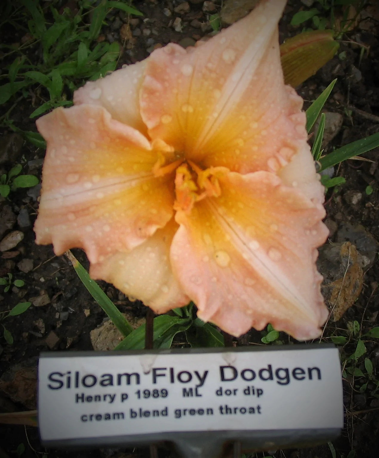 SILOAM FLOY DODGEN – QB Daylily Gardens