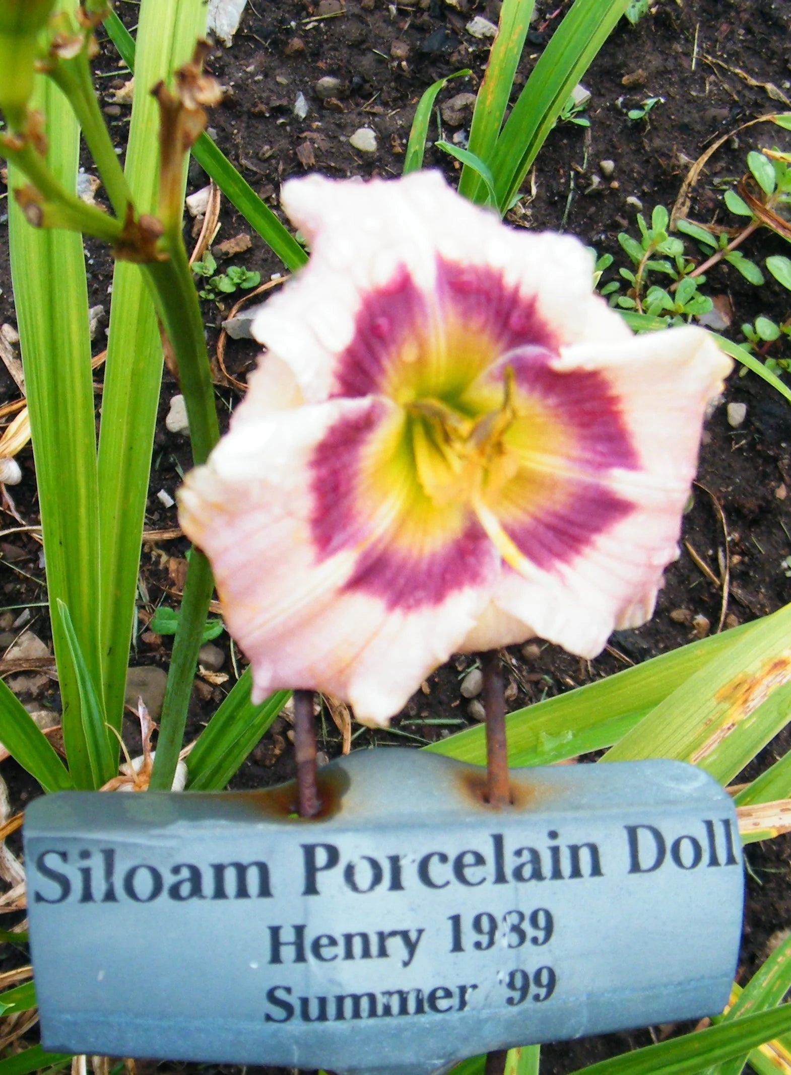 SILOAM PORCELAIN DOLL – QB Daylily Gardens