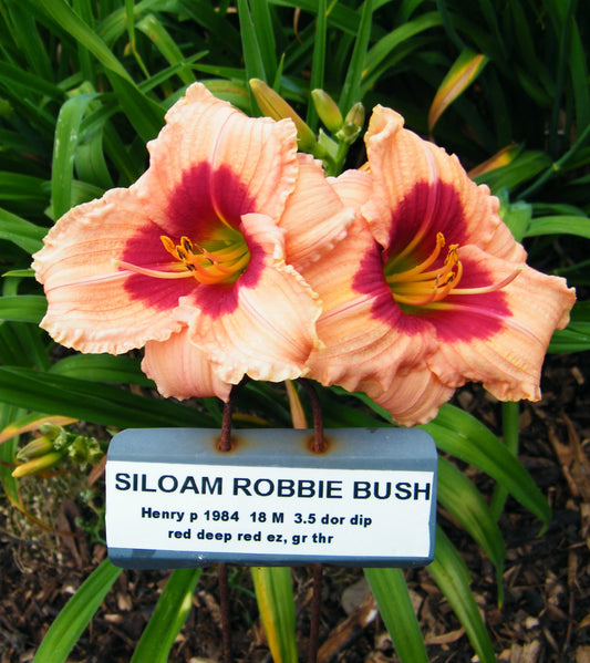 SILOAM ROBBIE BUSH