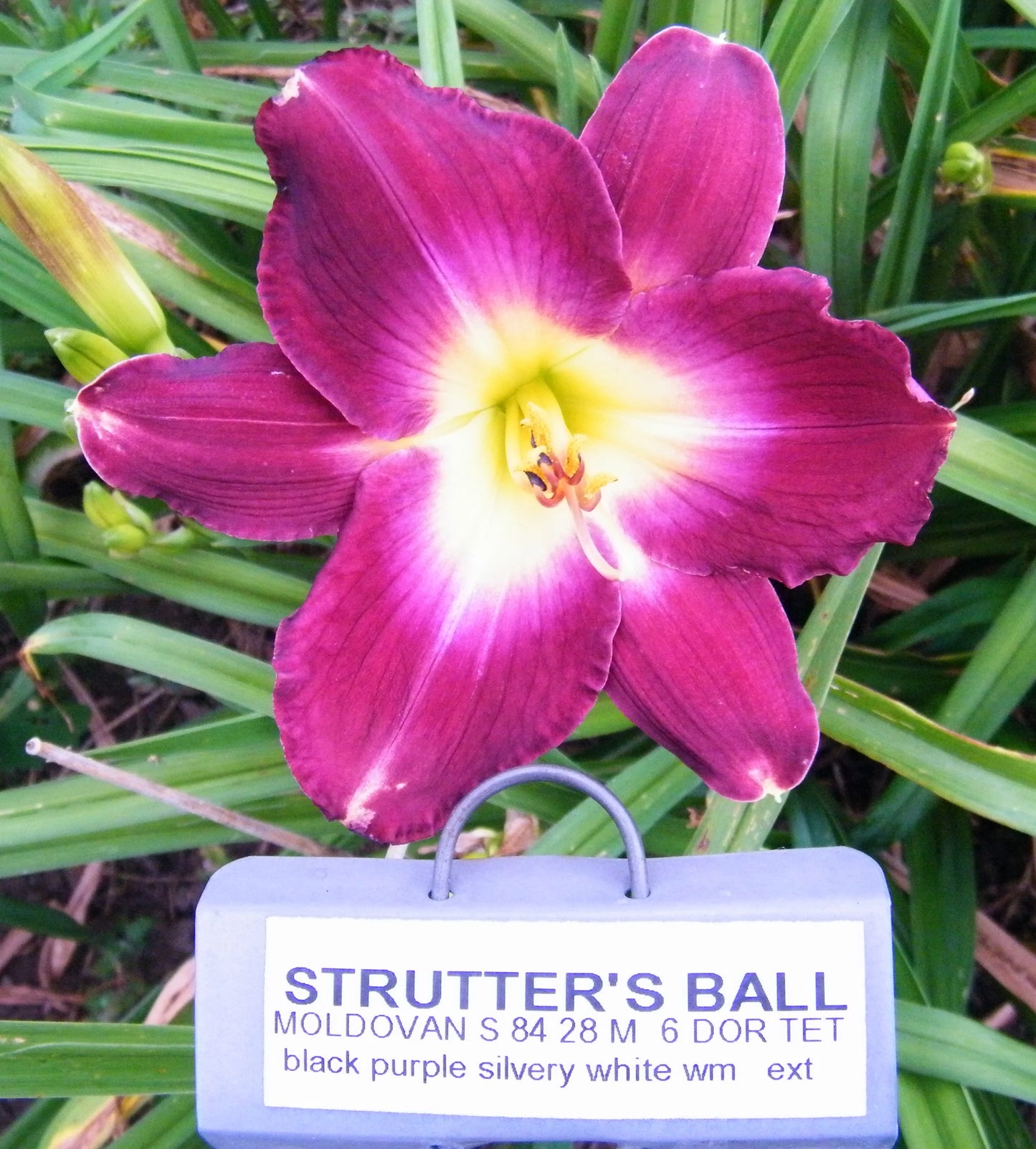 STRUTTER'S BALL
