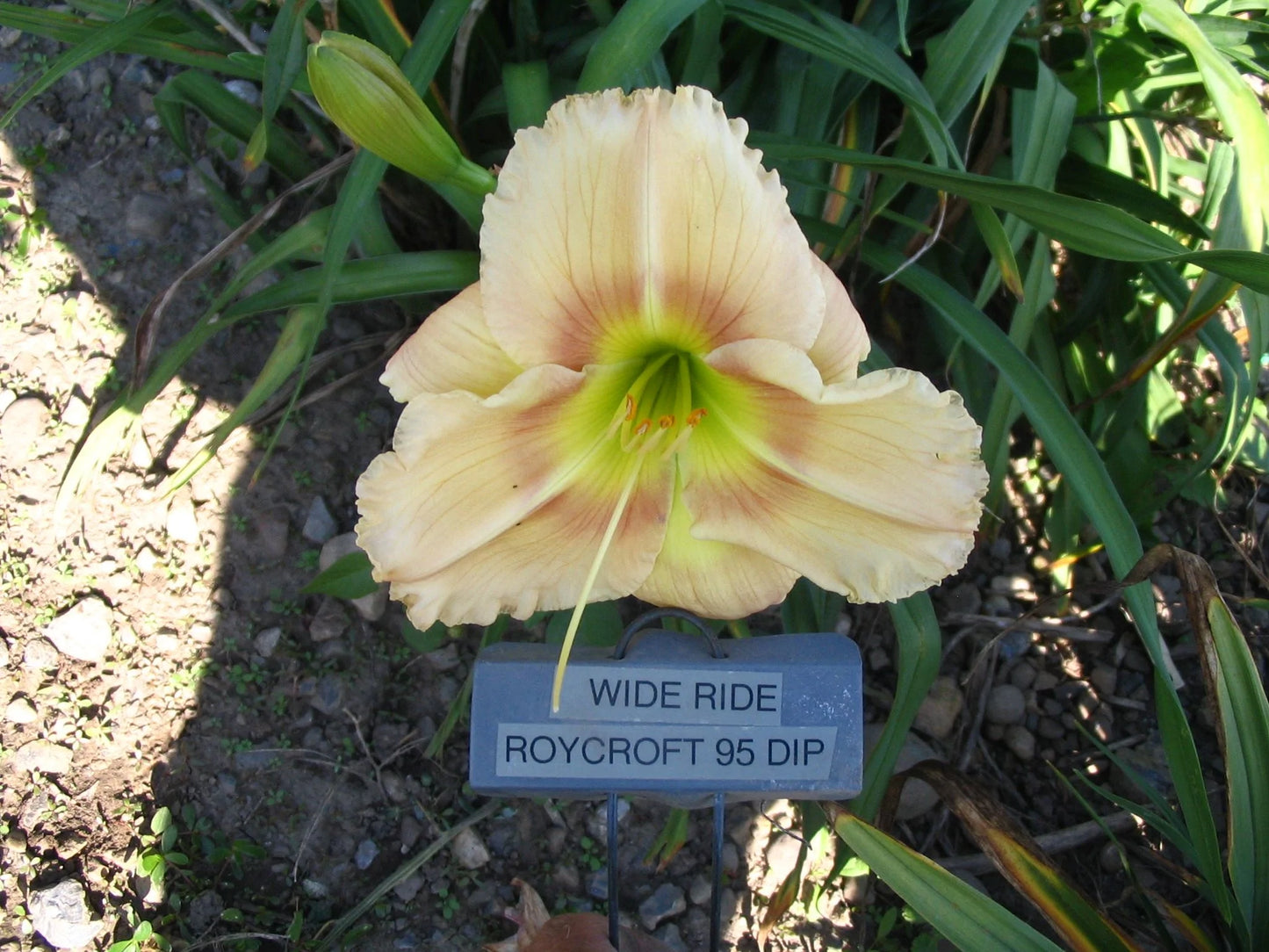WIDE RIDE – QB Daylily Gardens